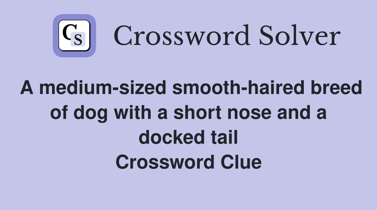 A mediumsized smoothhaired breed of dog with a short nose and a docked tail Crossword Clue
